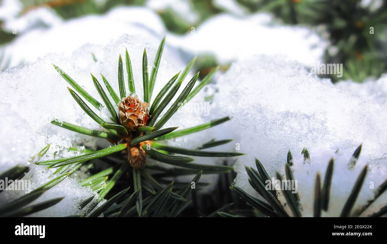 Piccolo pino scotch сone in inverno (lat. Pinus sylvestris). Neve sui rami. Primo piano dell'immagine macro Foto Stock