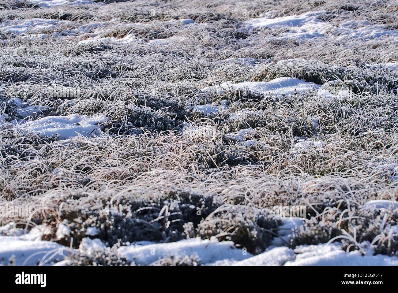 Splendido sfondo invernale a motivi naturali di erba congelata e piante di gola a Dublino e montagne di Wicklow, Irlanda. Inverno irlandese insolito Foto Stock