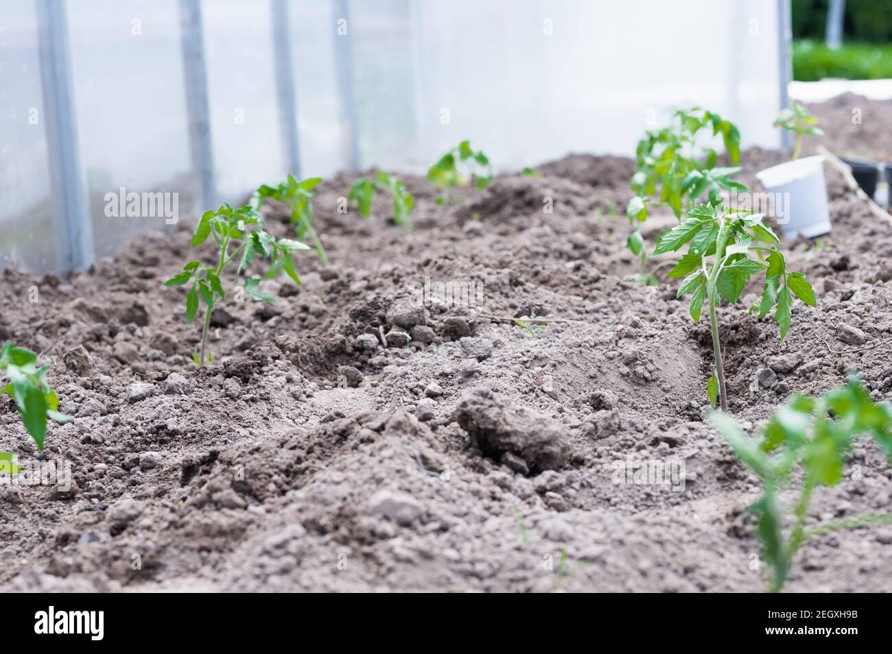 giovani cespugli di pomodoro al sole. Foto di alta qualità Foto Stock
