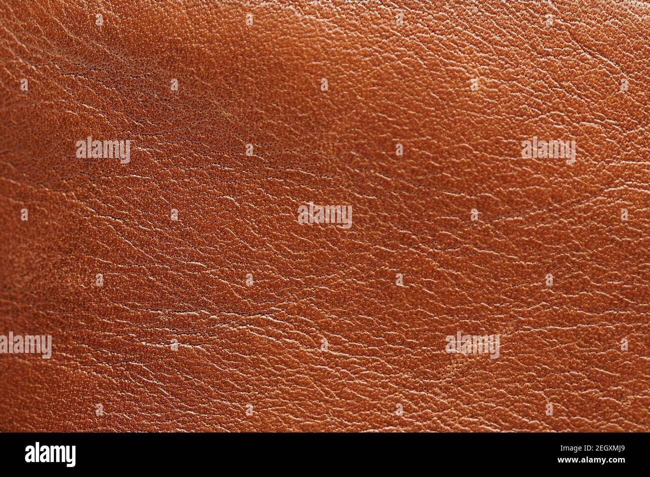 Vista ravvicinata della macro di superficie con texture di pelle reale marrone Foto Stock