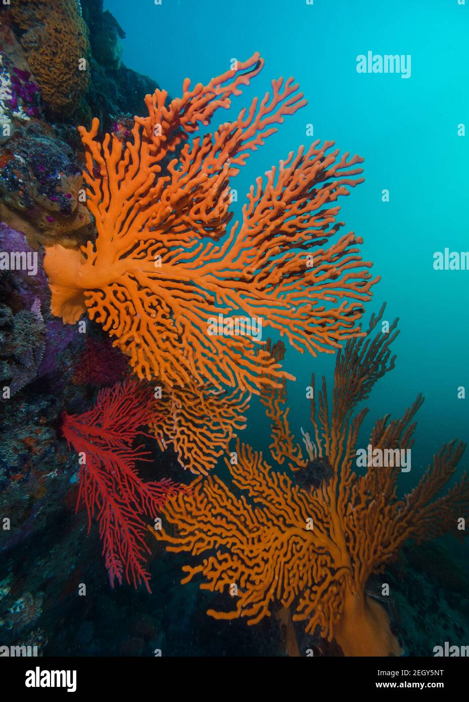 Fan del mare sinuoso (Eunicella tricoronata) cresce sulla roccia con fondo d'acqua turchese Foto Stock