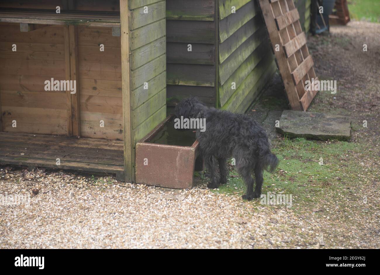Cane di Schnoodle nero in piedi da un trogolo d'acqua in ceramica su un vialetto in un Country Cottage Garden in Devon Rurale, Inghilterra, Regno Unito Foto Stock