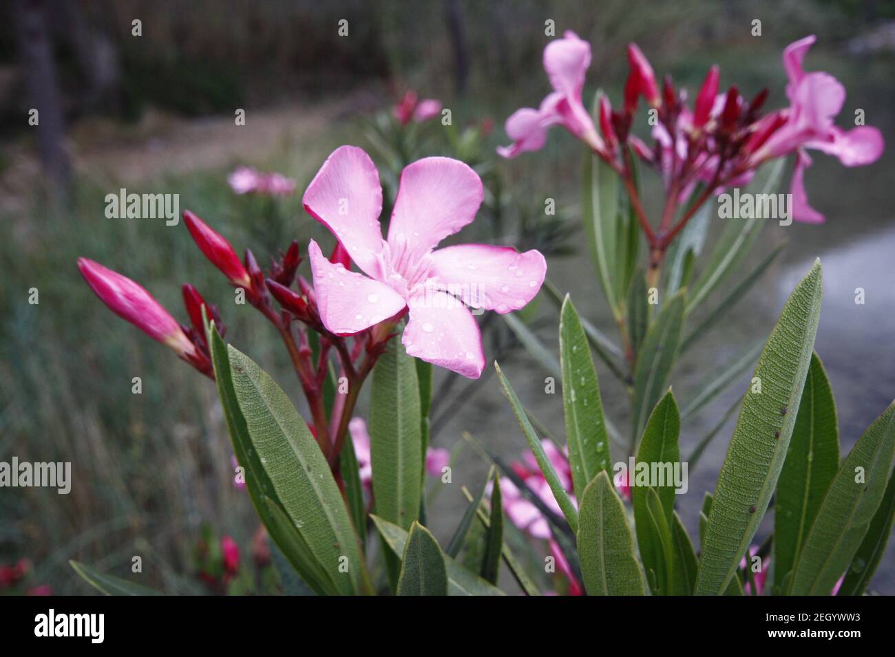 Fiore di un rosa oleandro, Nerium oleander, con le foglie verdi in background Foto Stock