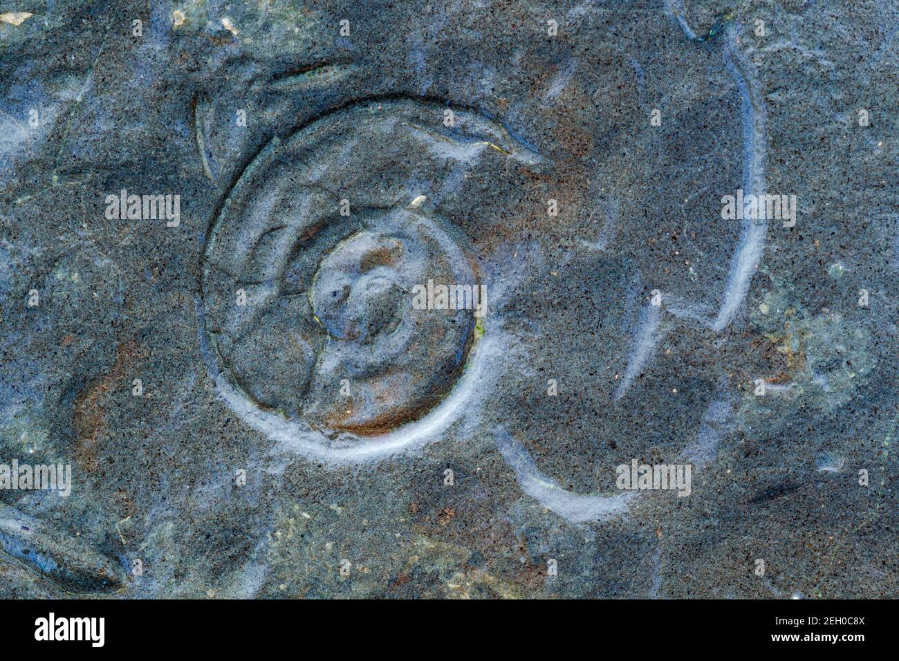 Fossile di muffa di Ammonite. Come specie si estinguono contemporaneamente ai dinosauri, 65 milioni di anni fa, ma un tempo erano abitanti comuni di t. Foto Stock