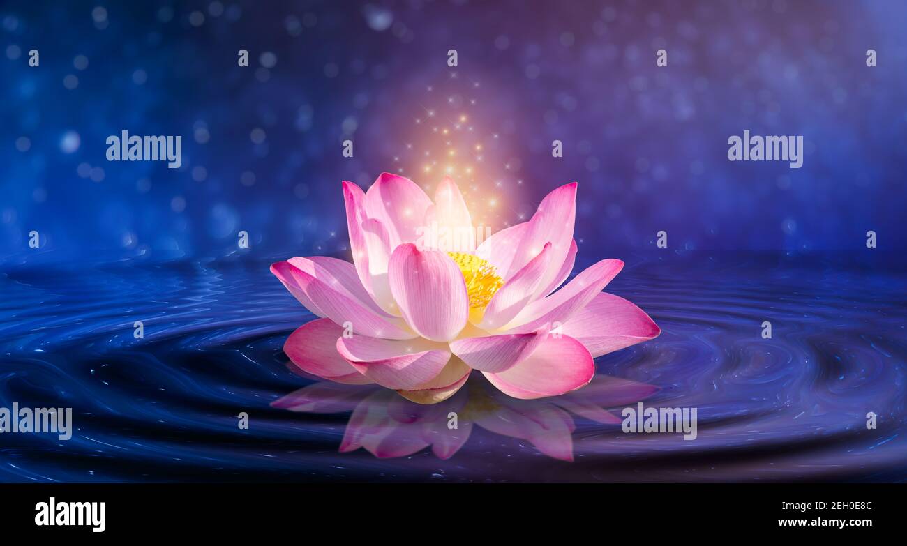 Vettore di fiore di loto immagini e fotografie stock ad alta risoluzione -  Alamy