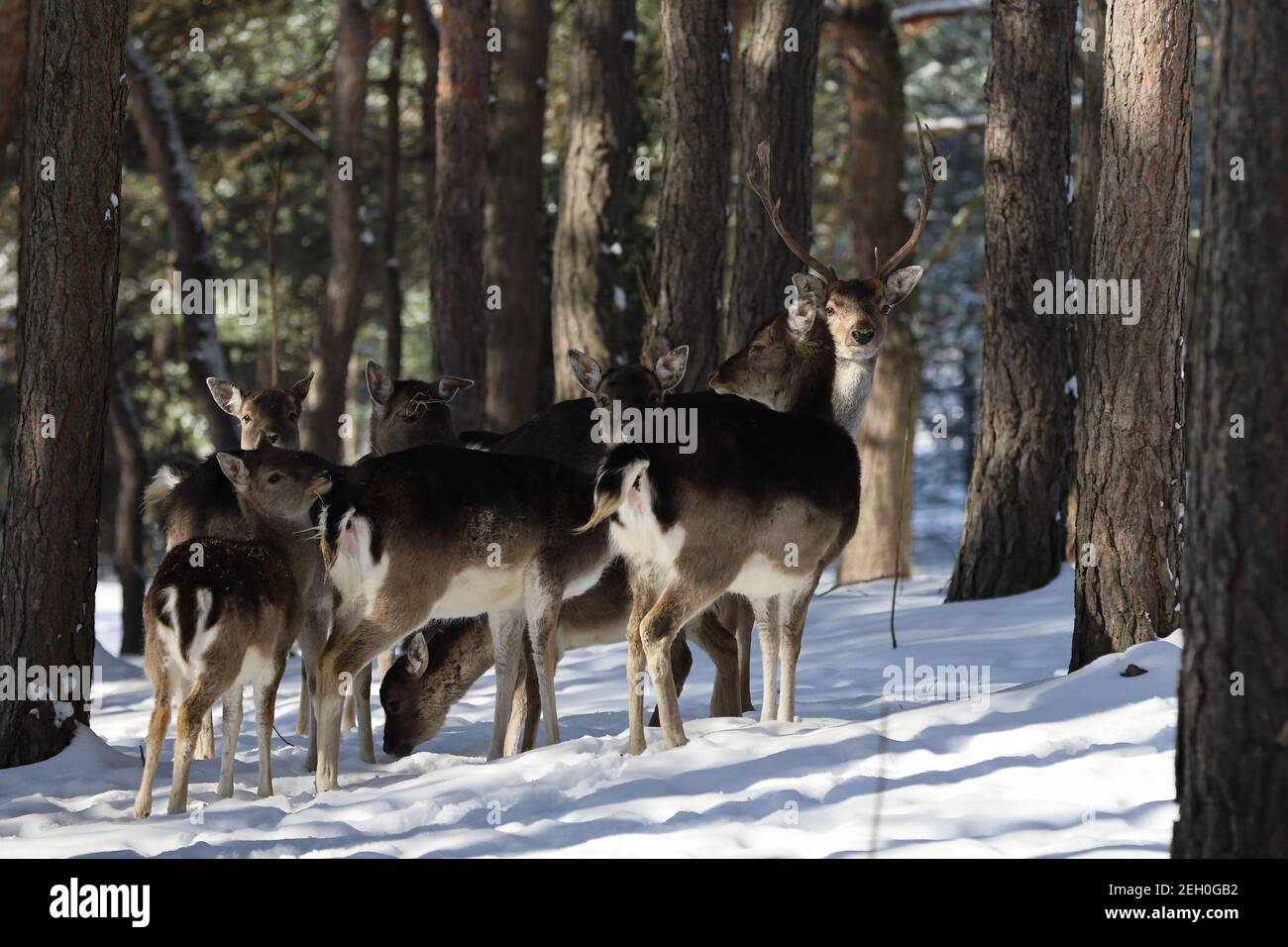 cervi selvatici nella foresta sulla neve Foto Stock