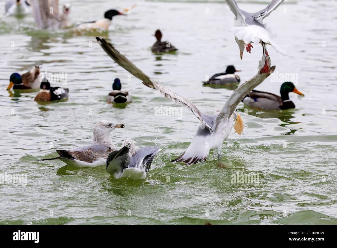 Diversi gabbiani lottano per il cibo Foto Stock
