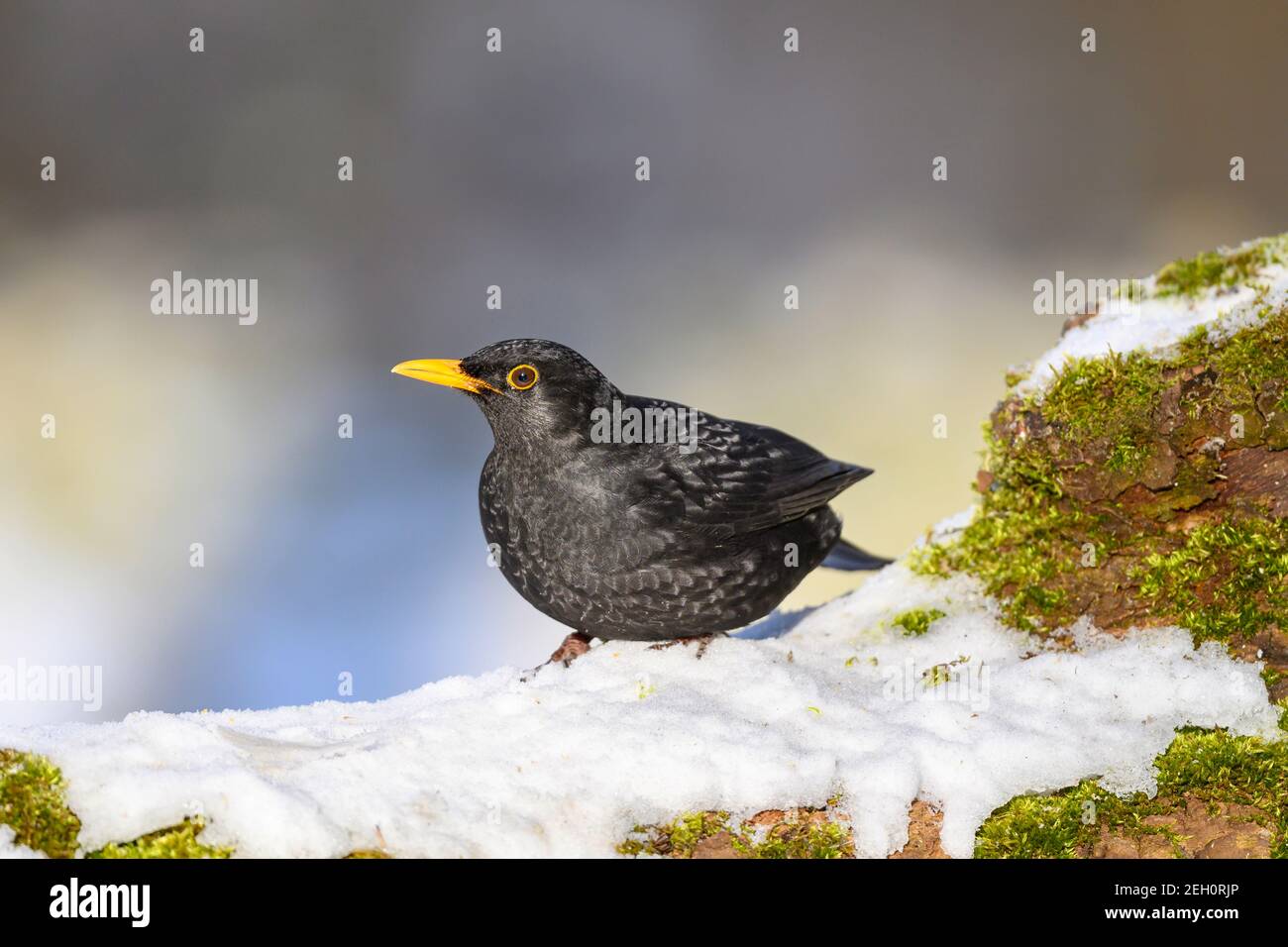 Blackbird - Turdus merula - maschile, foraggio nel suo habitat naturale Foto Stock