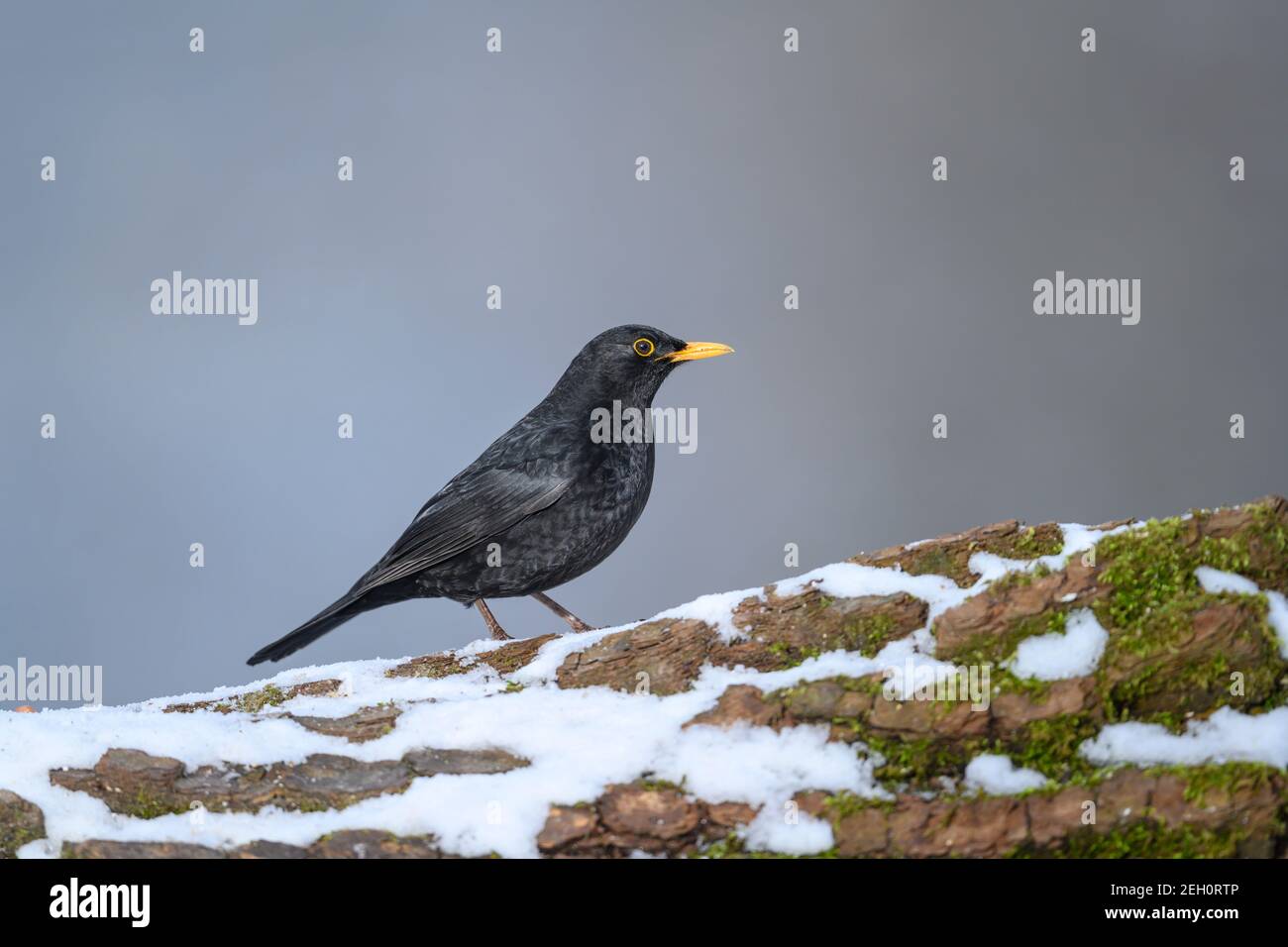 Blackbird - Turdus merula - maschile, foraggio nel suo habitat naturale Foto Stock