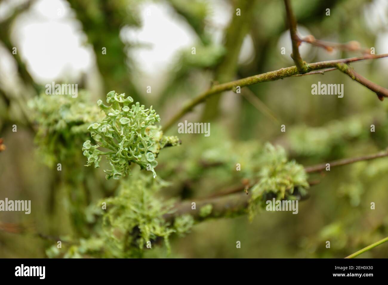 Primo piano di Wolf Lichen ( Letharia vulpina ), su un albero di ramificazione Foto Stock