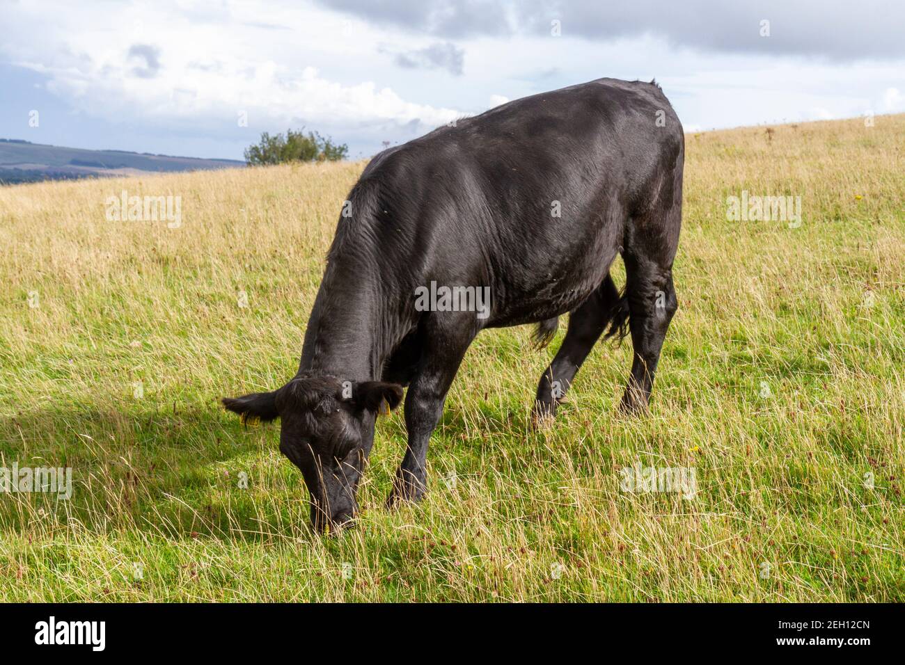 Un toro nero scuro (forse un angus di Aberdeen) che mangia erba e sta in piedi in un campo su Pewsey Downs, Wiltshire, Regno Unito. Foto Stock