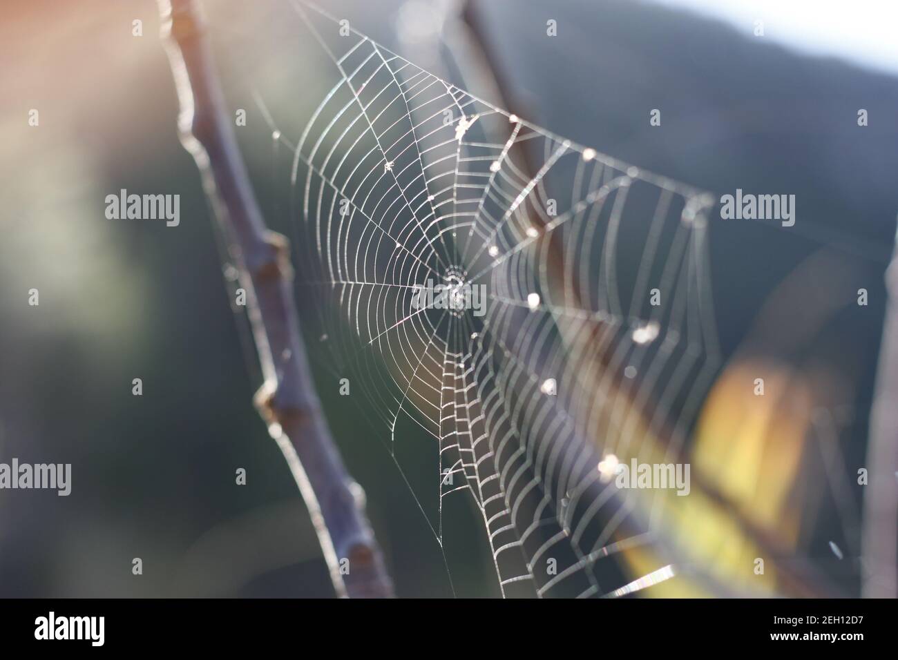 spiderweb cobweb natura tramonto legno Foto Stock