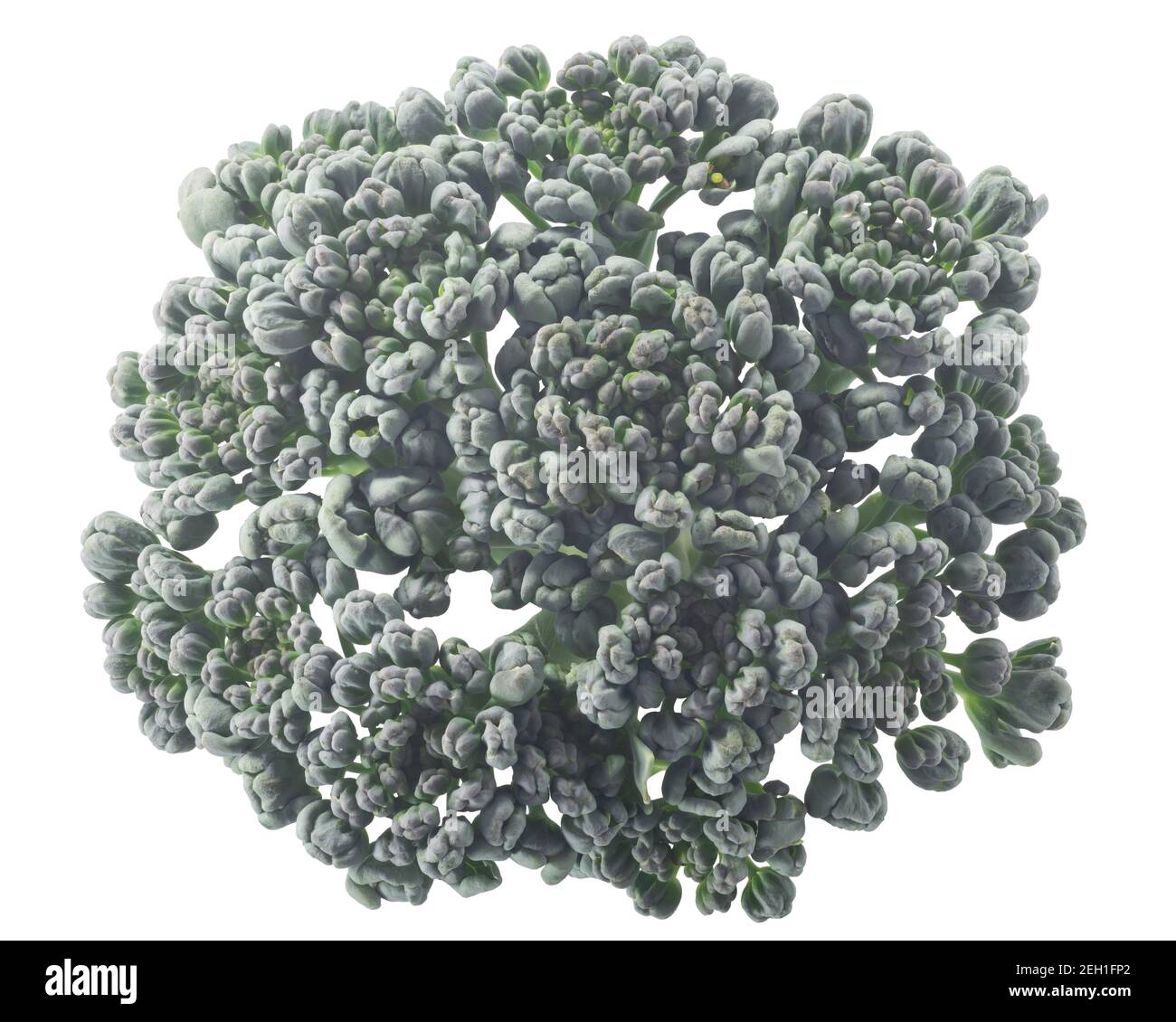 Testa dei fiori di broccoli (Brassica oleracea var. Italica) verticale, isolata, vista dall'alto Foto Stock