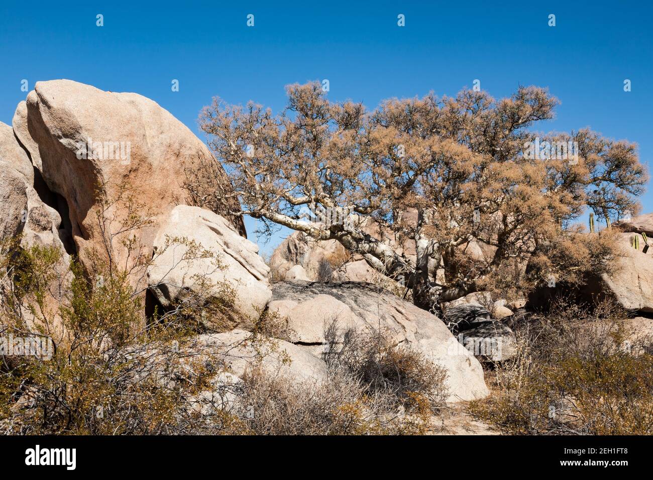 Elephant Tree Bursera microfylla vicino ad una roccia in Baja California, Messico Foto Stock