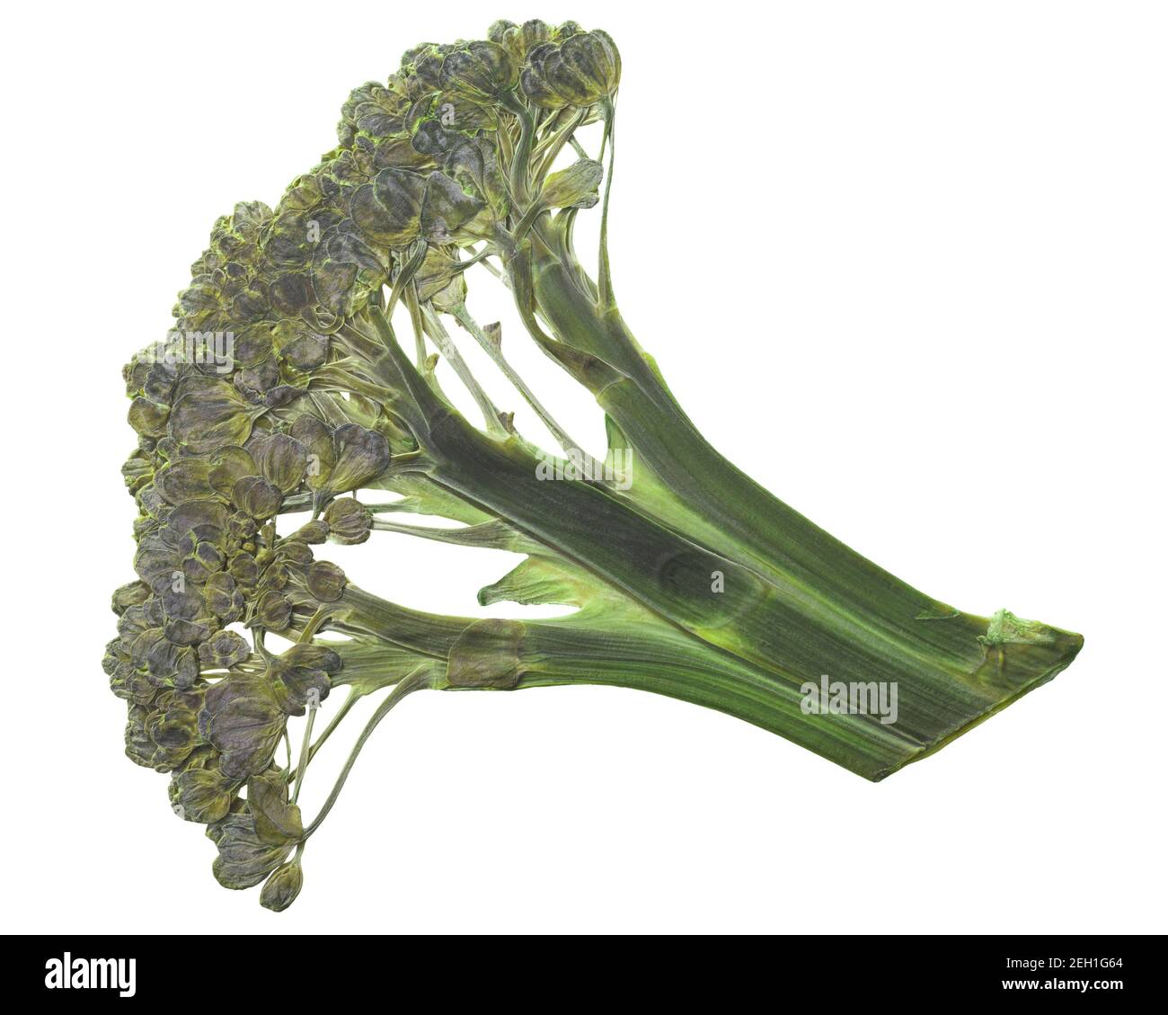Testa di broccoli appiattita essiccata (Brassica oleracea var. Italica), isolata, vista dall'alto Foto Stock