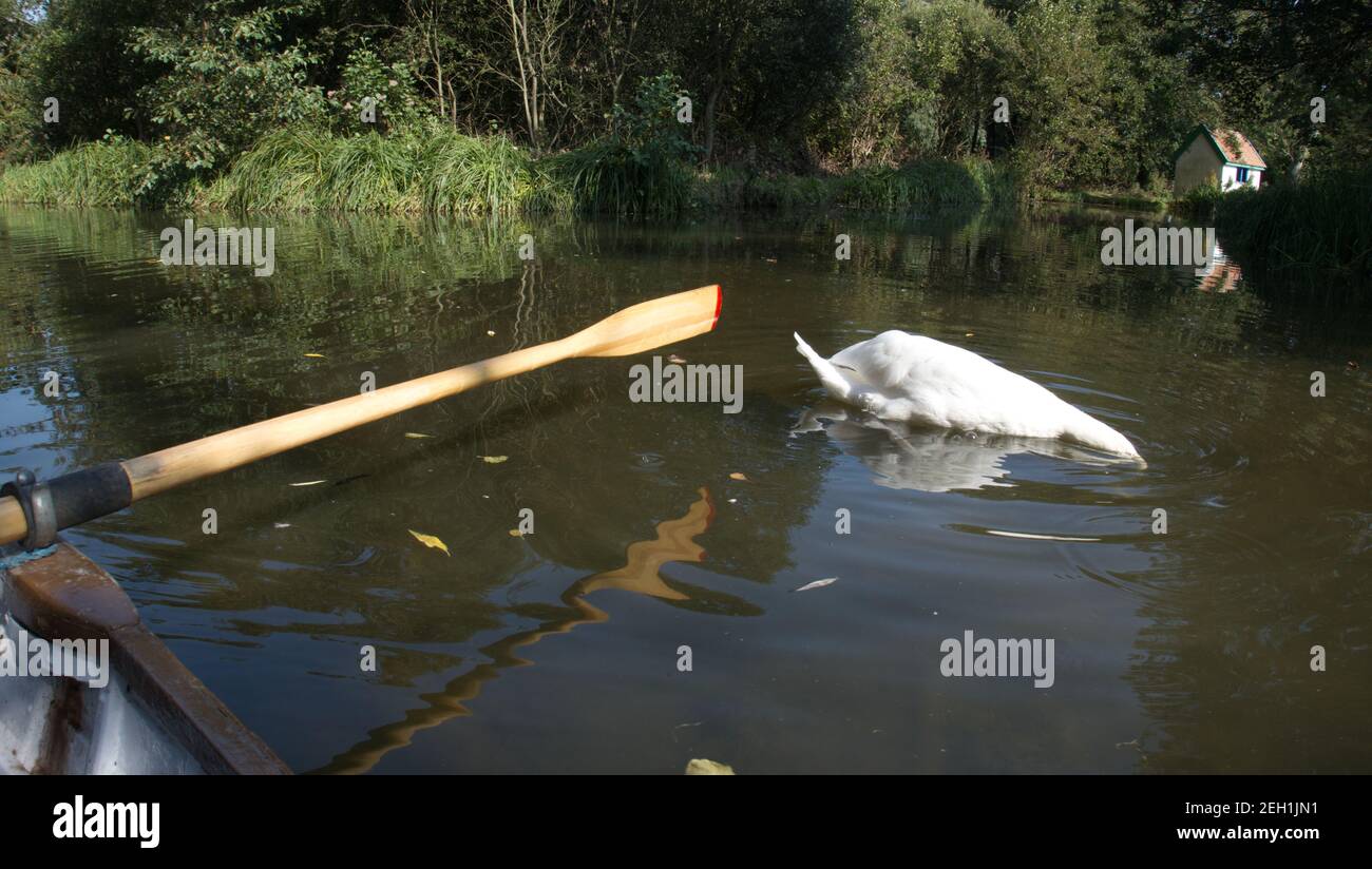 Swan che si nutrono sott'acqua a Thorpeness Meare, Suffolk, Inghilterra, Regno Unito. Foto Stock