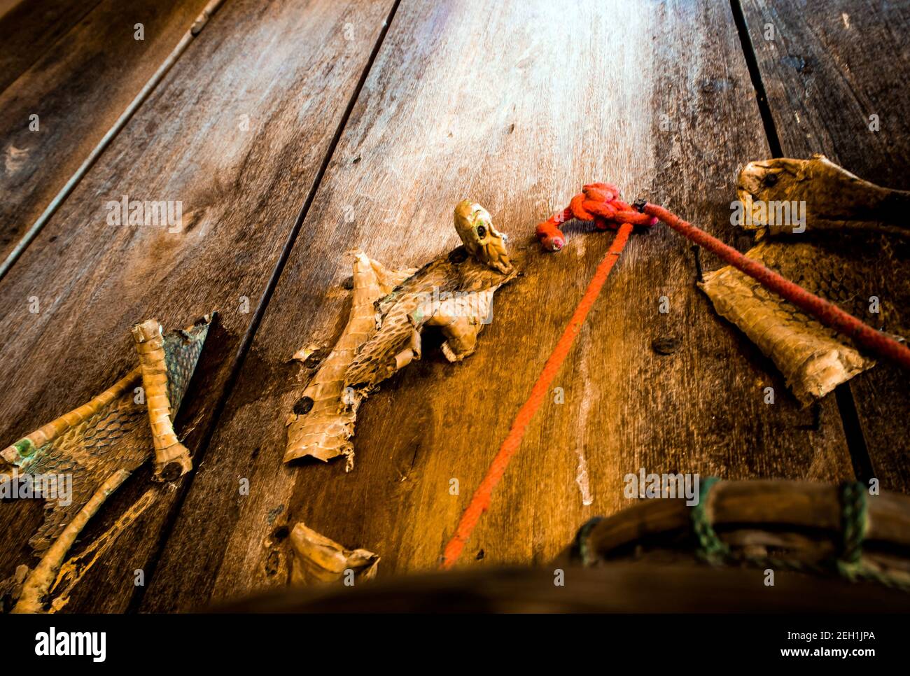 Carcasse secche della cobra re decorano al legno parete della casa Foto Stock