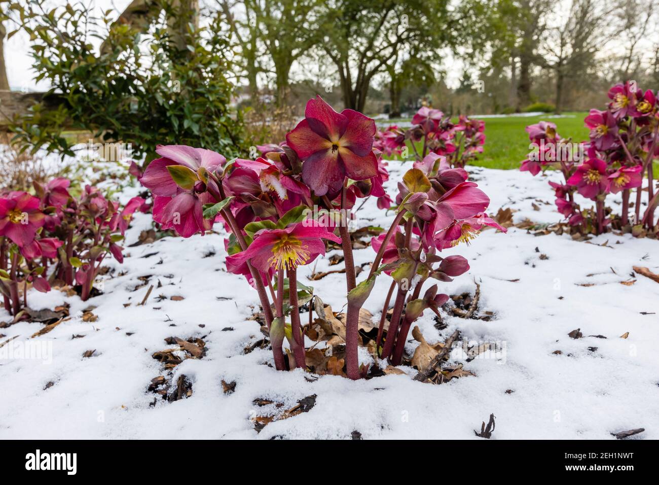 Purple hellebore HGC Ice 'n' Roses Red (Coseh 4100) fiorisce nella neve RHS Garden, Wisley, Surrey in inverno Foto Stock