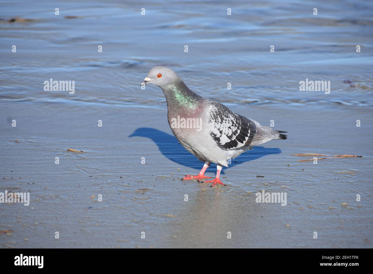 Piccione colorato singolo in piedi su una spiaggia dell'oceano Foto Stock