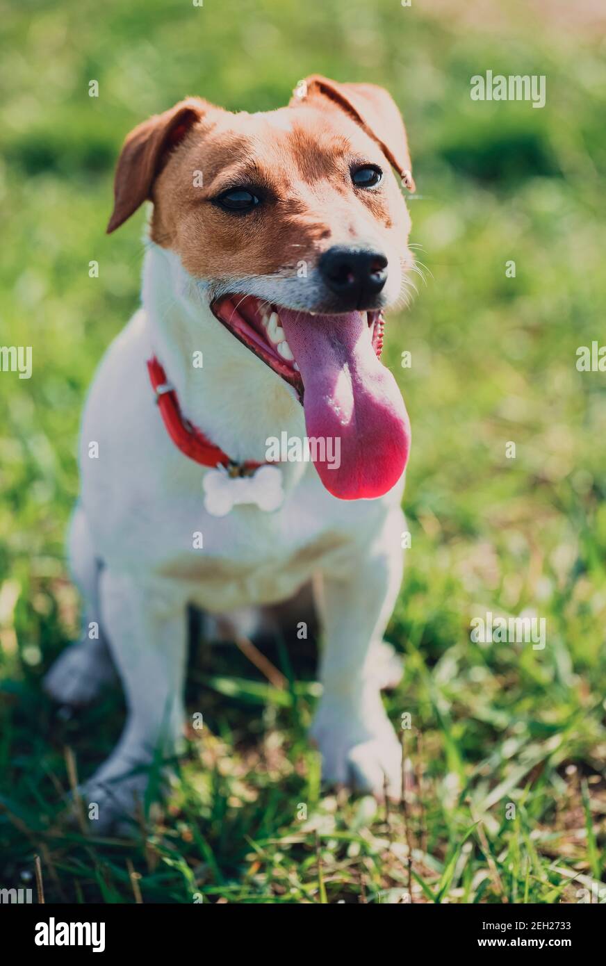 Ritratto di pesante respiro piccolo Jack Russell cucciolo in parco verde. Doggy sta guardando in macchina fotografica con lingua rosa appesa. Carino piccolo cane domestico, goo Foto Stock