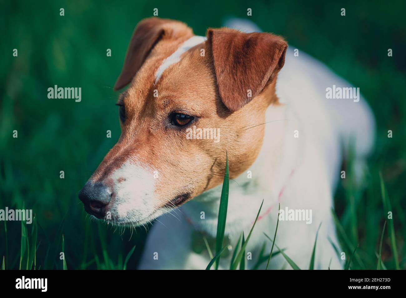 Ritratto di little Jack Russell puppy in green park. Carino piccolo cane domestico, un buon amico di famiglia e bambini. Gentile e giocoso razza canina Foto Stock