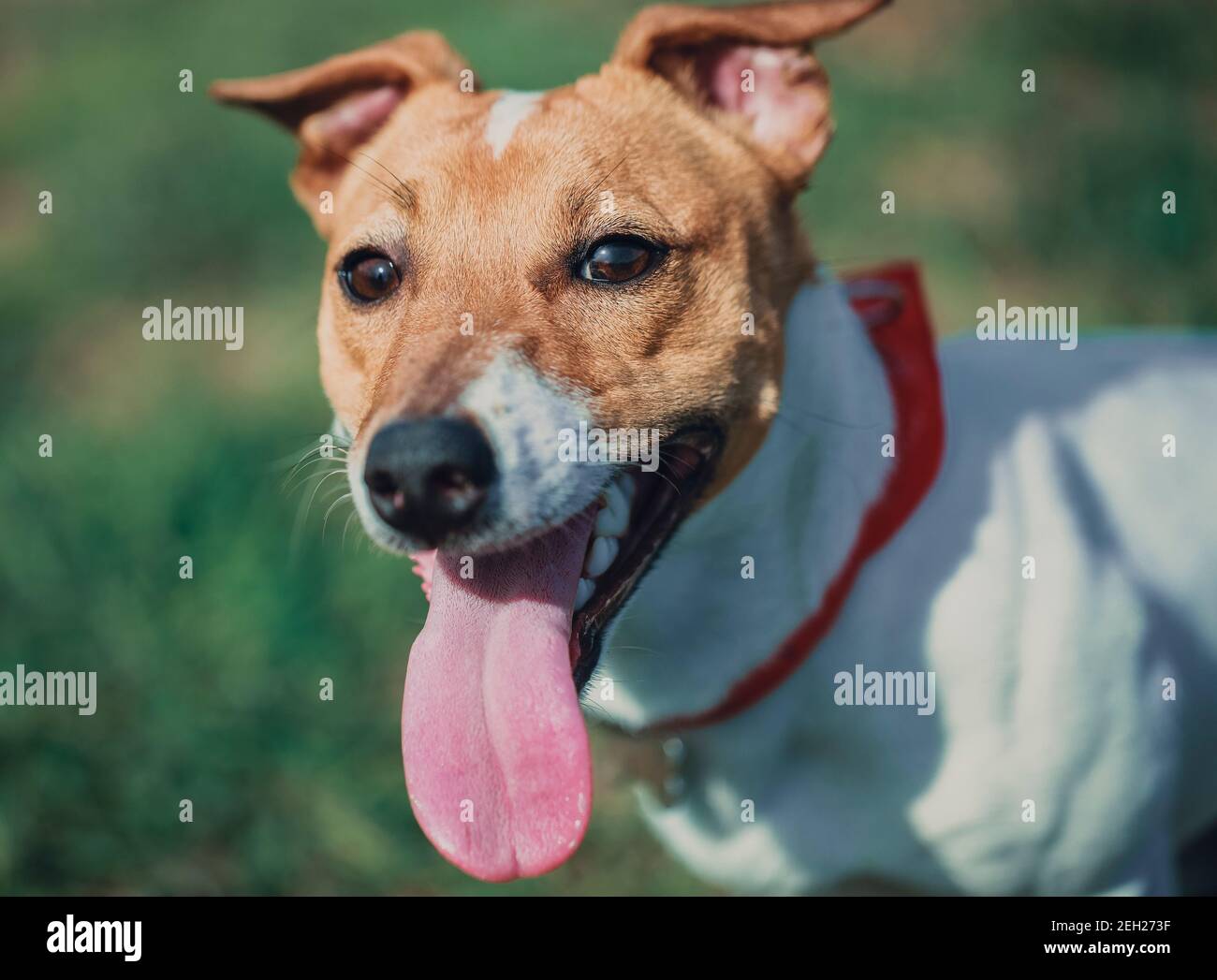 Ritratto di pesante respiro piccolo Jack Russell cucciolo in parco verde. Doggy sta guardando in macchina fotografica con lingua rosa appesa. Carino piccolo cane domestico, goo Foto Stock