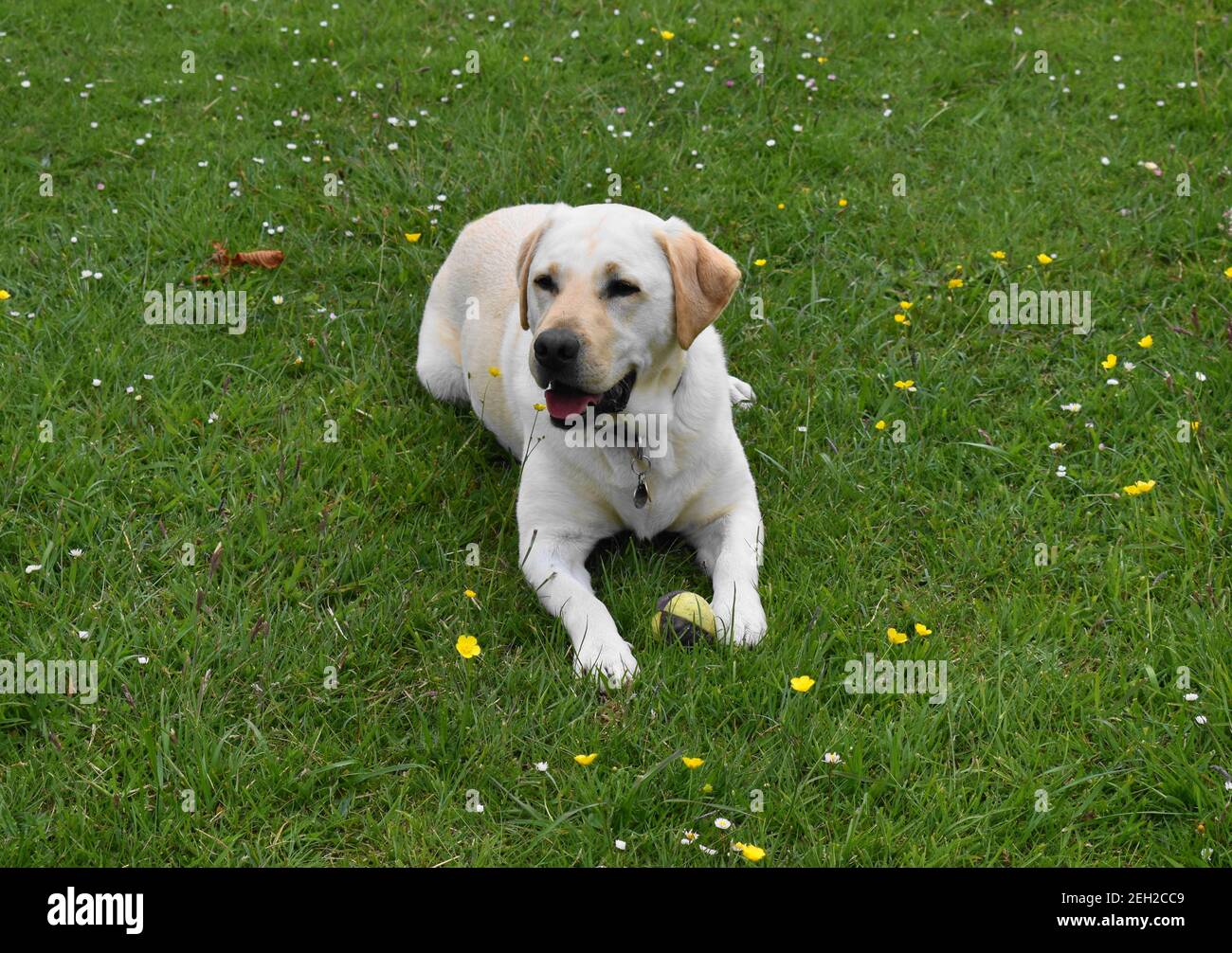 labrador d'oro sdraiato in un campo di buttercups e margherite. Foto Stock