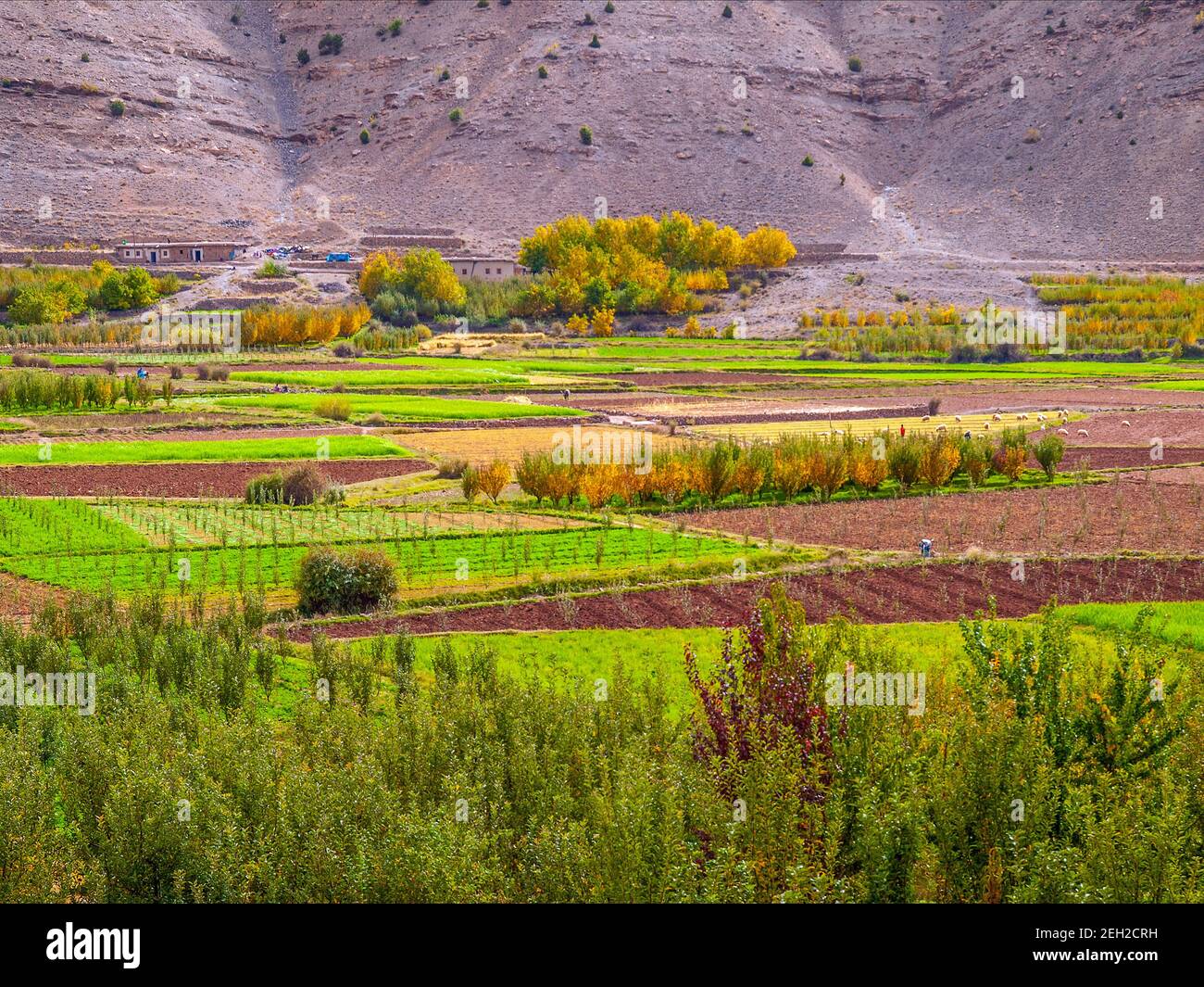 Patchwork di campi nella fertile valle di Ait Bougmez / Bougoumez nella regione di M'Goun dell'Atlante Marocchino montagne Foto Stock