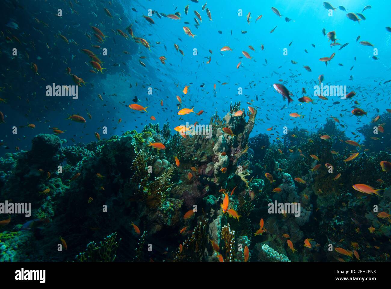 Il mondo subacqueo. Coral pesci del mar Rosso. Egitto Foto Stock