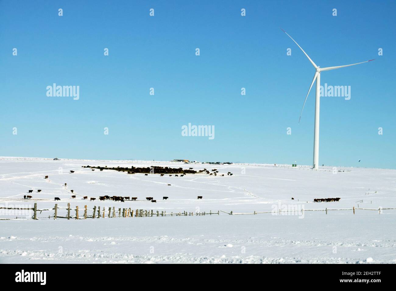 Paesaggio innevato invernale con turbina eolica, mucche sulla tecnologia dei pascoli nella scena rurale Foto Stock