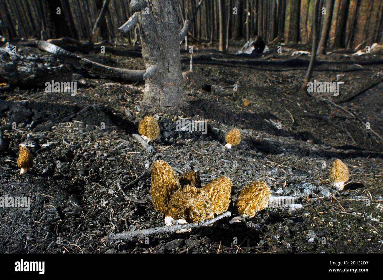 Funghi Morel che crescono in una foresta bruciato nel fuoco Caribou del 2017. Kootenai National Forest, Montana nord-occidentale. (Foto di Randy Beacham) Foto Stock