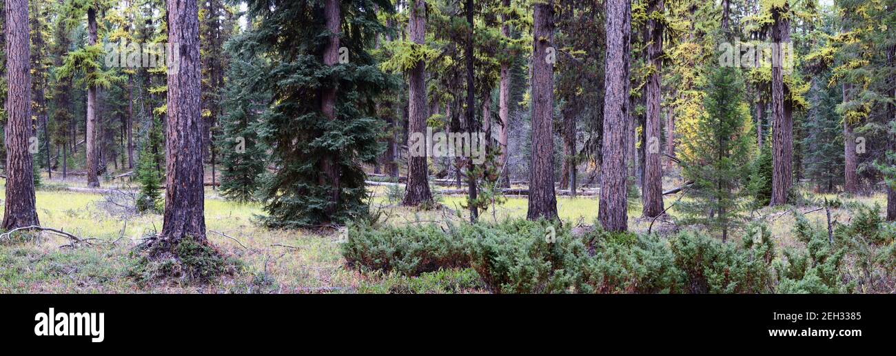 Vecchia-crescita foresta di larice occidentale in autunno. Yaak Valley nelle Purcell Mountains, Montana nord-occidentale. (Foto di Randy Beacham Foto Stock