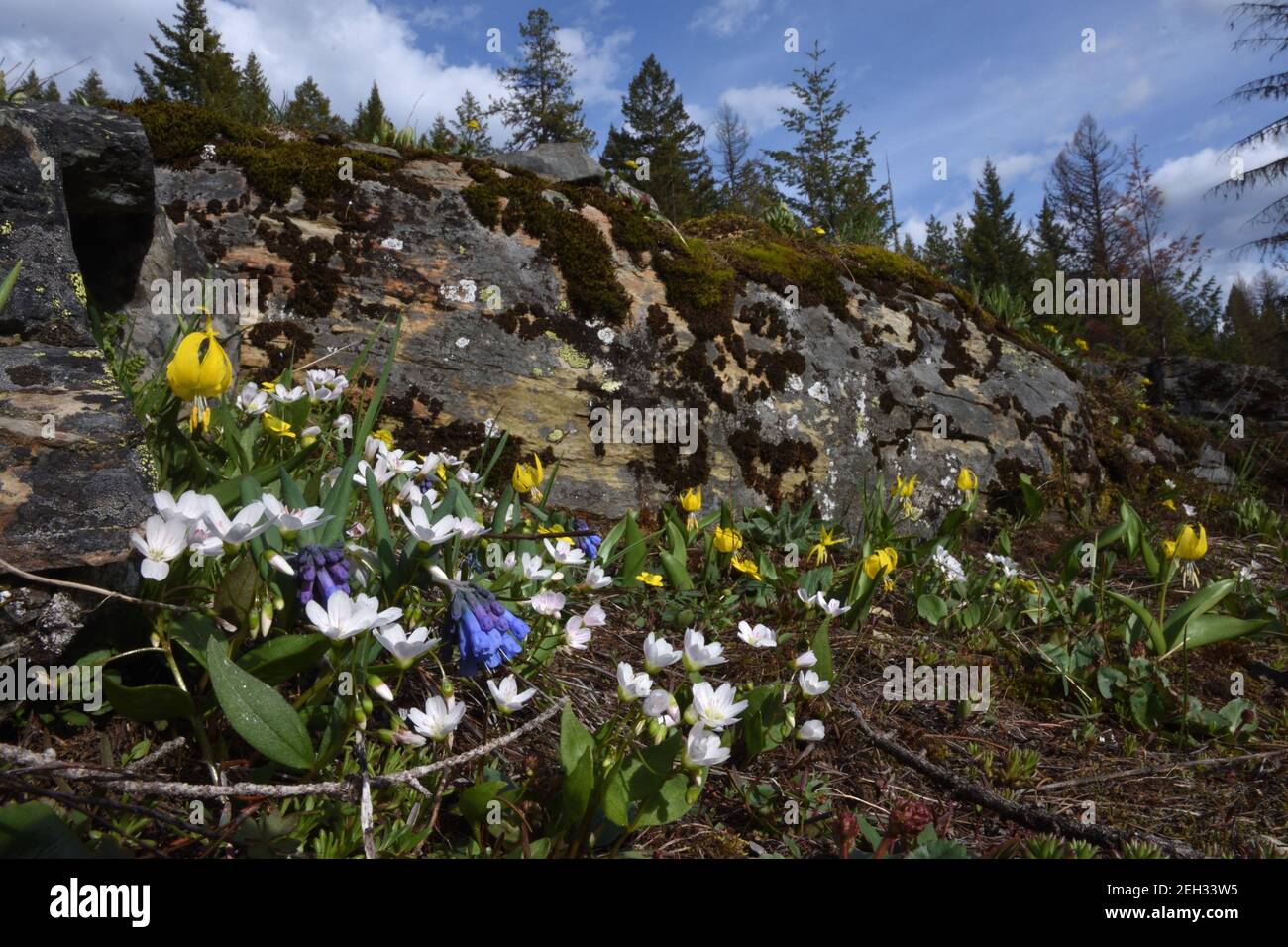 I fiori selvatici delle Montagne Rocciose includono le campane di montagna, i gigli del ghiacciaio, le bellezze primaverili e una coppa di farfalle gialla. (Foto di Randy Beacham) Foto Stock
