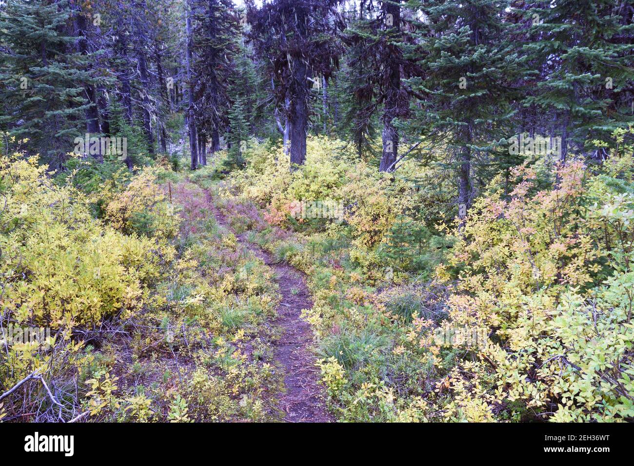 Colori autunnali lungo il Purcell Summit National Recreation Trail. Kootenai National Forest, Montana. (Foto di Randy Beacham) Foto Stock