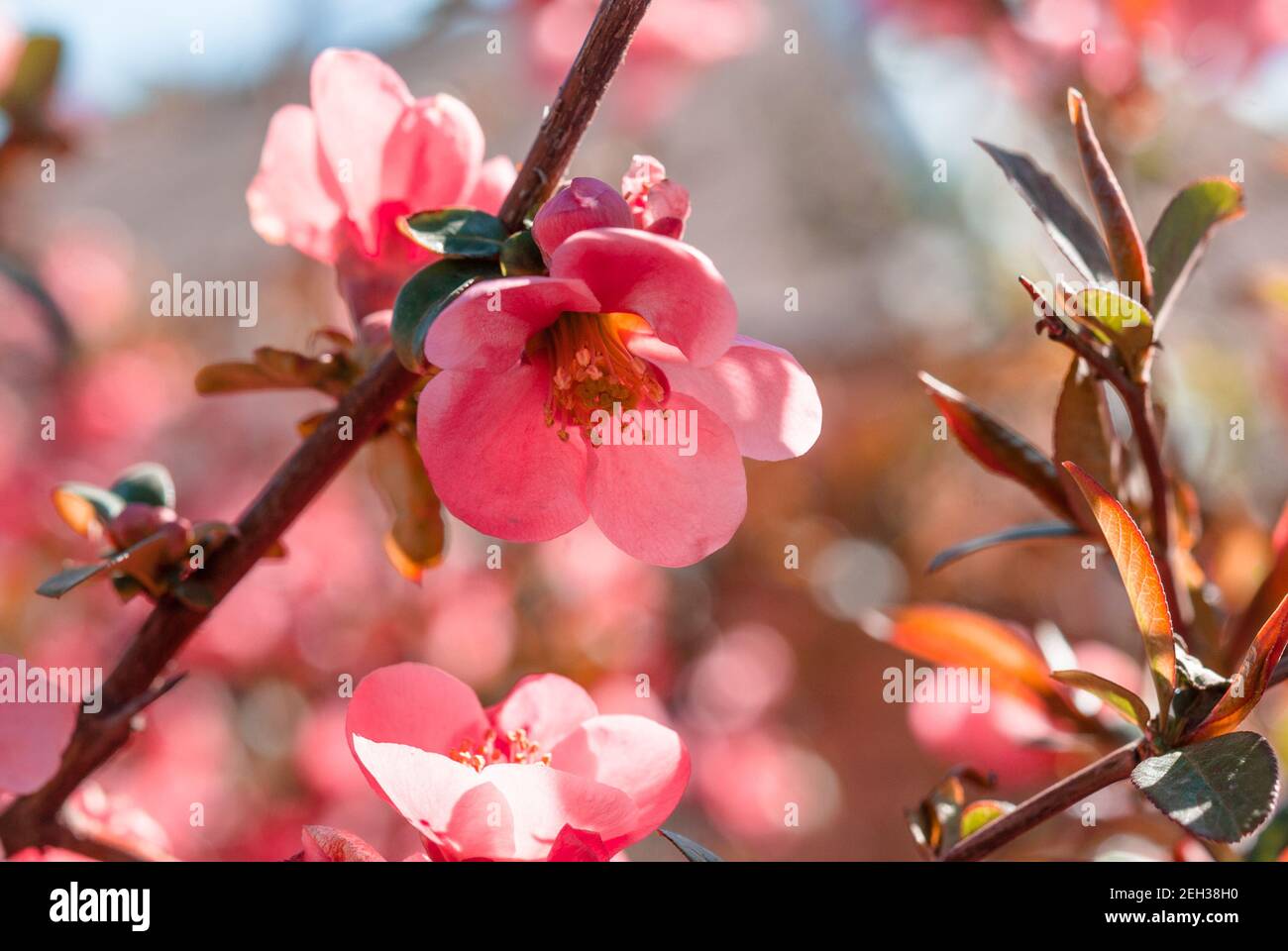 Primo piano di fiori di fiori rossi sul ramo. Fiore di mela. Fioriture di granchio fiorente. Foto Stock