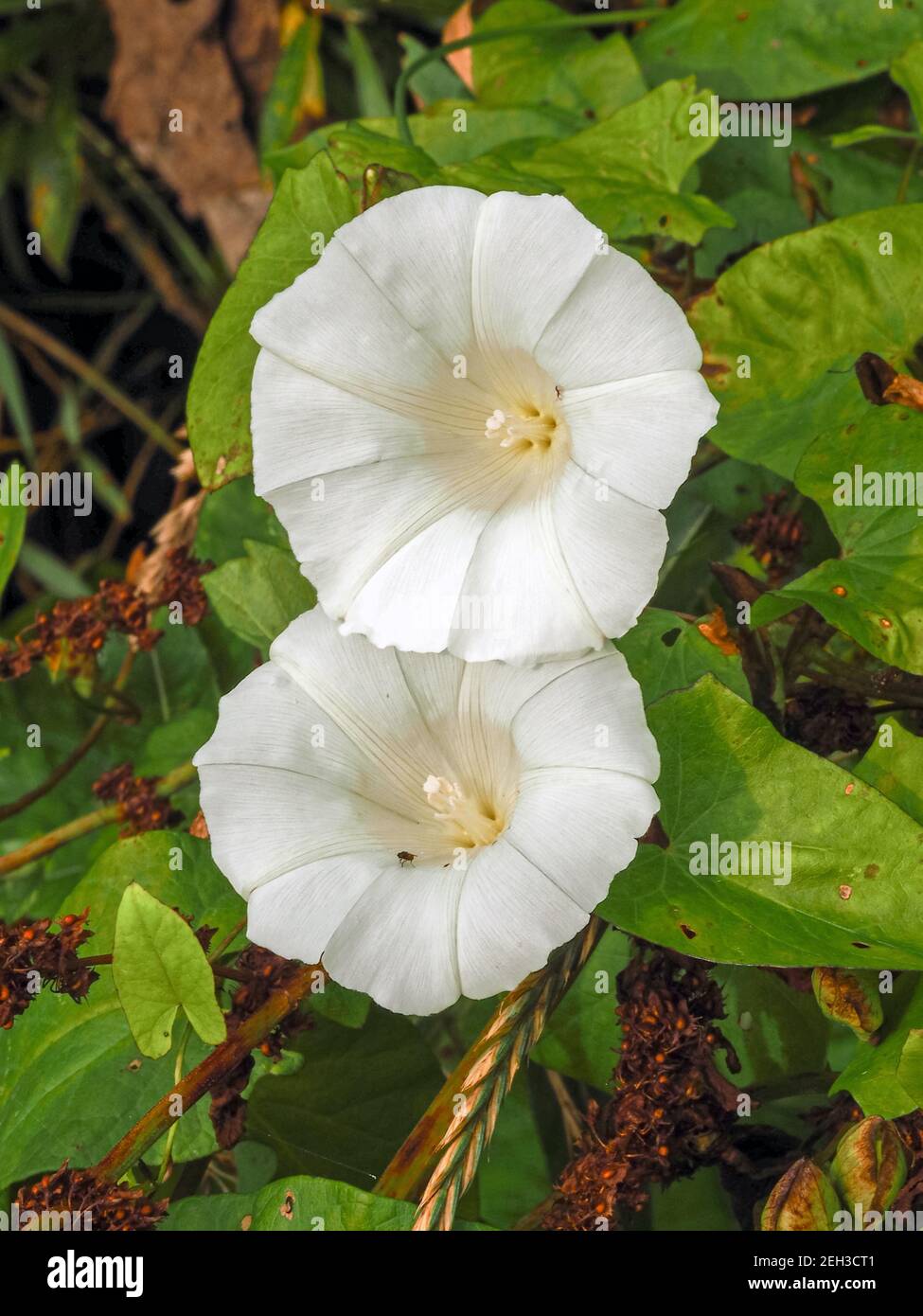 Due grandi fiori bianchi comuni a bindweed, Convolvulus, in una siedgerow estiva Foto Stock