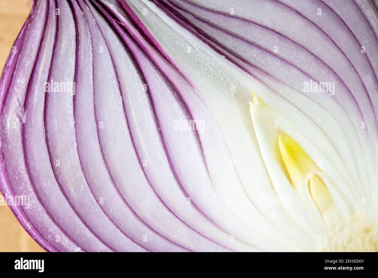 Macro fotografia di una cipolla rossa Foto Stock