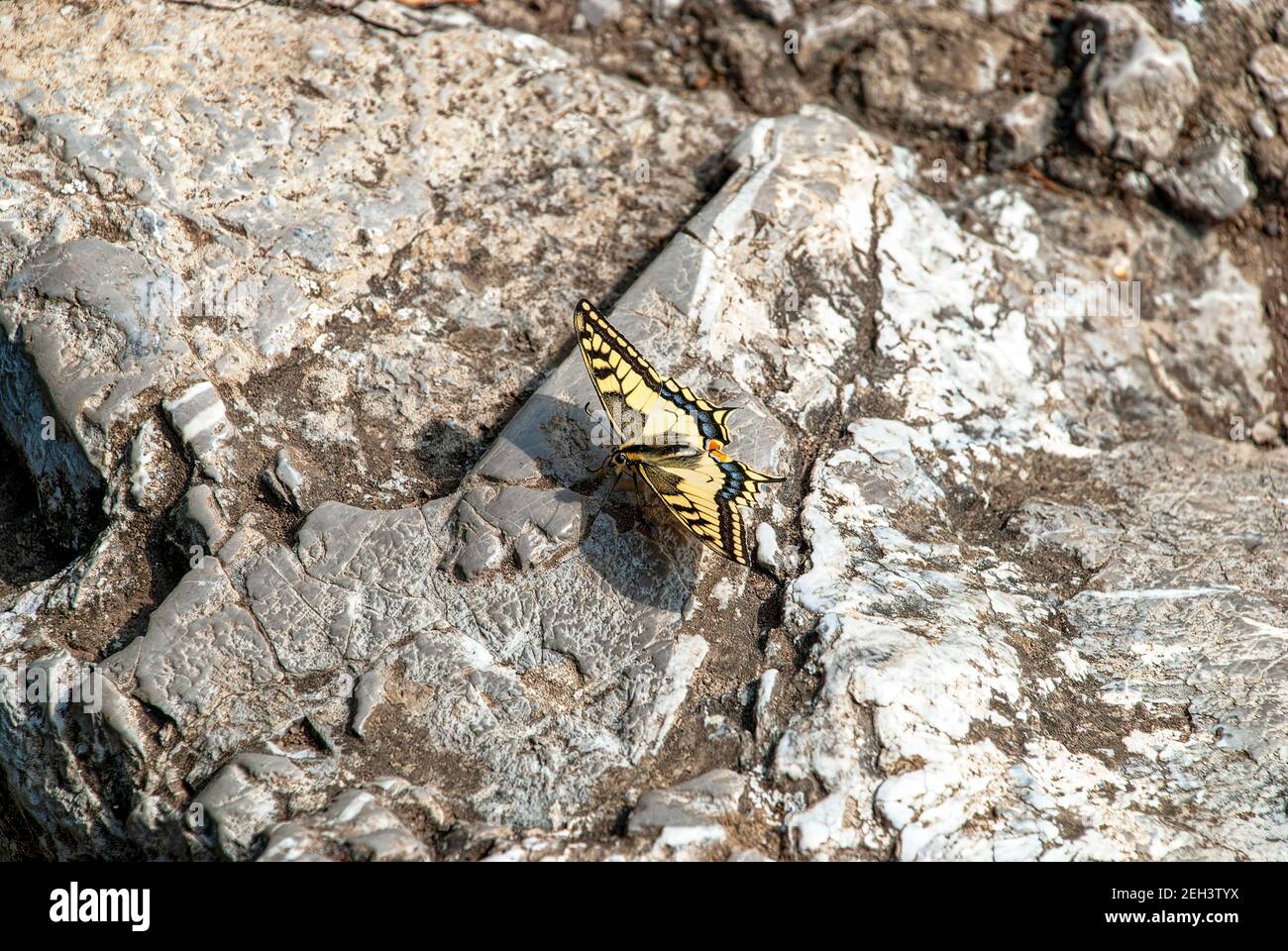 Papilio machaon al sole sulla roccia. Foto Stock