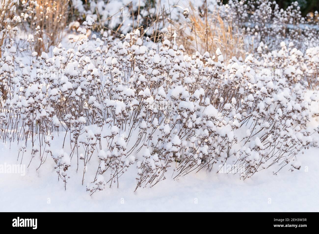 Marjoram (origanum majorana) piante e teste di semina coperte di neve nel giardino d'inverno - Scozia, UK Foto Stock