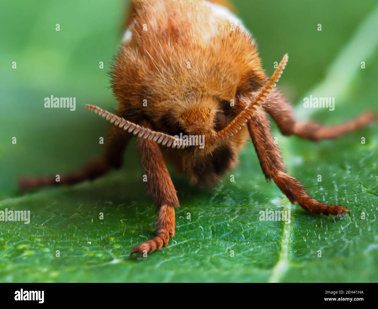 Primo piano di una bella falena orange, Triodia sylvina, su una foglia verde Foto Stock
