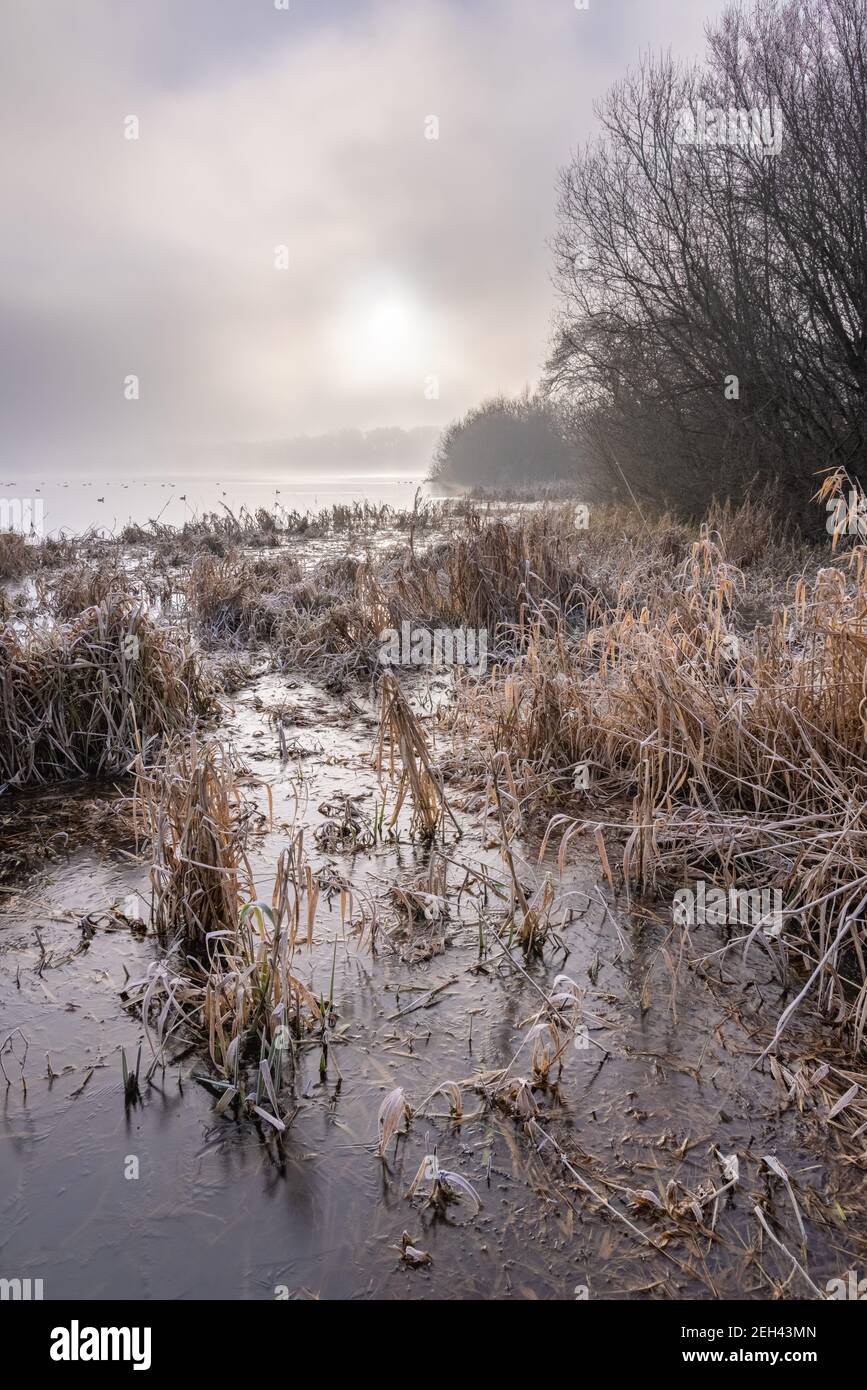 Ravensthorpe, Northamptonshire, Regno Unito - 7 gennaio 2021: Il sole della mattina presto splende attraverso la nebbia sulle canne coperte dal gelo che emergono dall'acqua congelata. Foto Stock