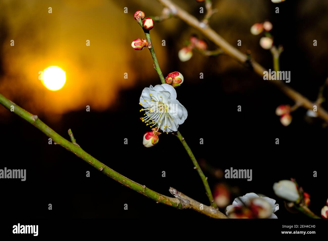 La prugna fiorisce al tramonto Foto Stock