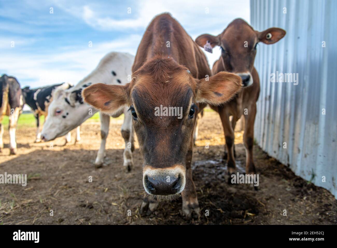 Le vacche da latte vengono con curiosità, Cambridge, MD Foto Stock