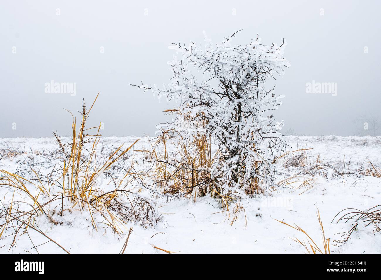 Un piccolo arbusto è coperto di ghiaccio. Foto Stock