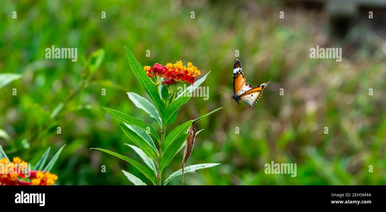 Fiori rossi e gialli con tigre Flying Plain blurry o farfalla monarca africana (Danaus chrysippus). Bella fiori con Portrait farfalla Indietro Foto Stock