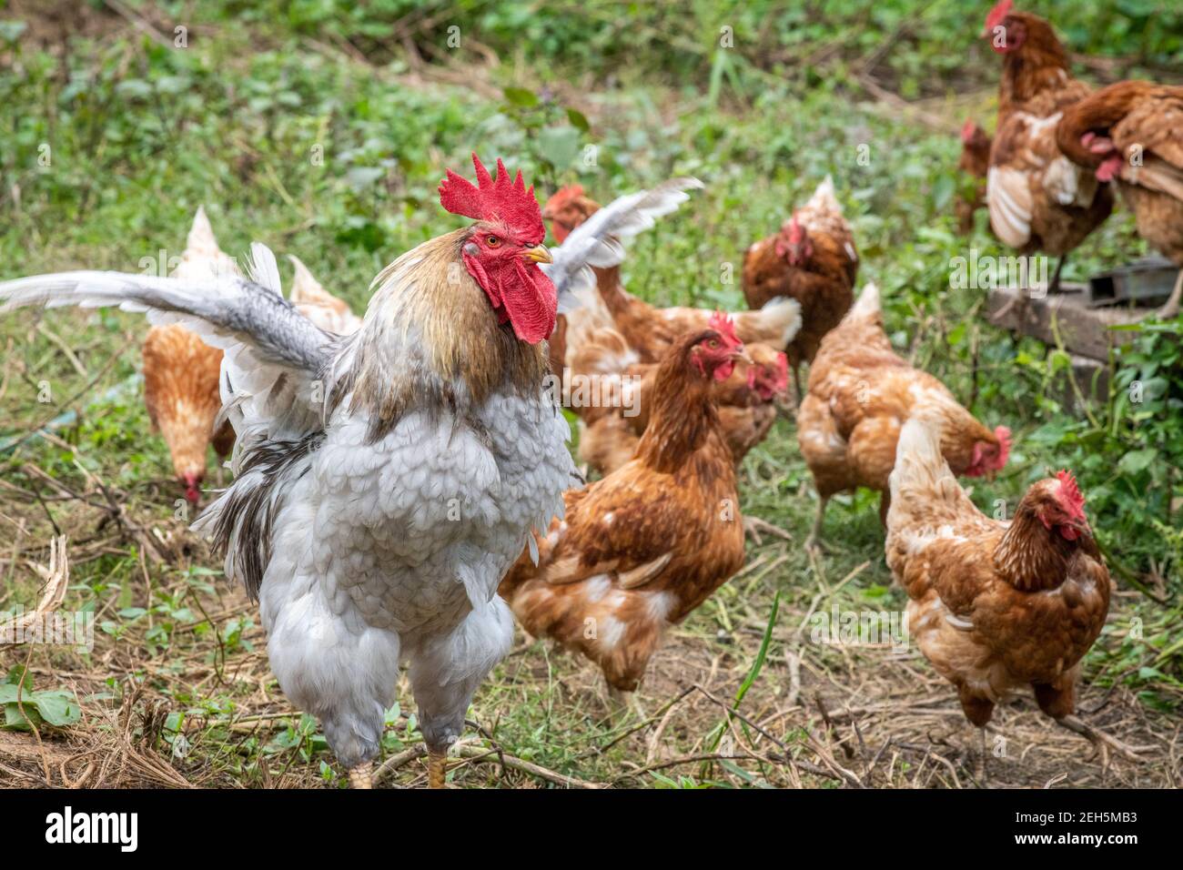Gallo dominante che batte le ali intorno alle galline in una fattoria in Valley Lee, MD. Foto Stock
