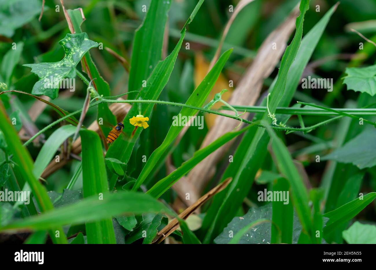 Foglie e fiore giallo con volare Hoverfly, anche chiamati mosche di fiori o mosche sciroppo, costituiscono la famiglia di insetti Syrphidae. Foto Stock