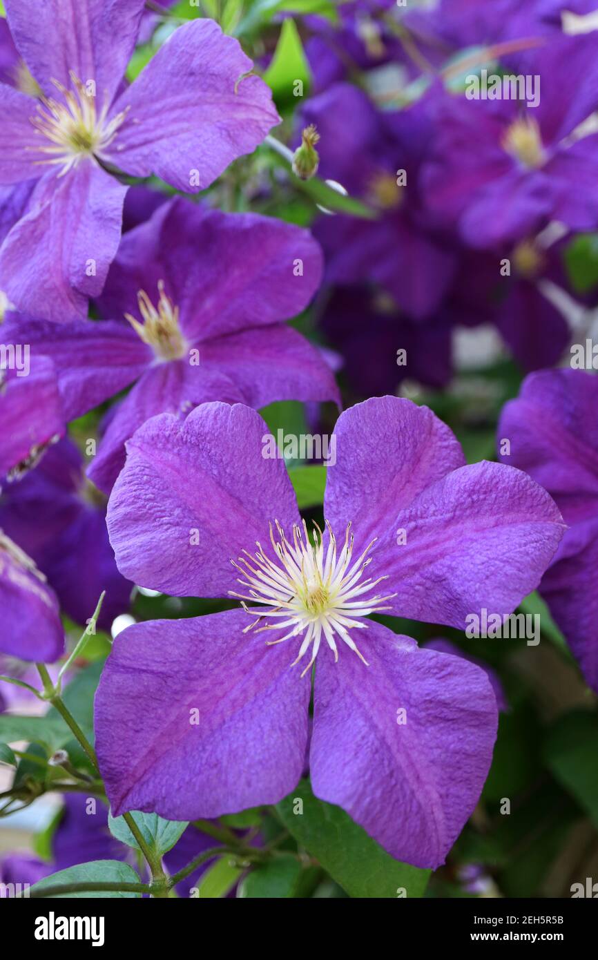 Clematis viola con balestre bianche e foglie verdi in giardino, clematis fiore macro, bellezza in natura, foto floreale, macro fotografia, stock Foto Stock