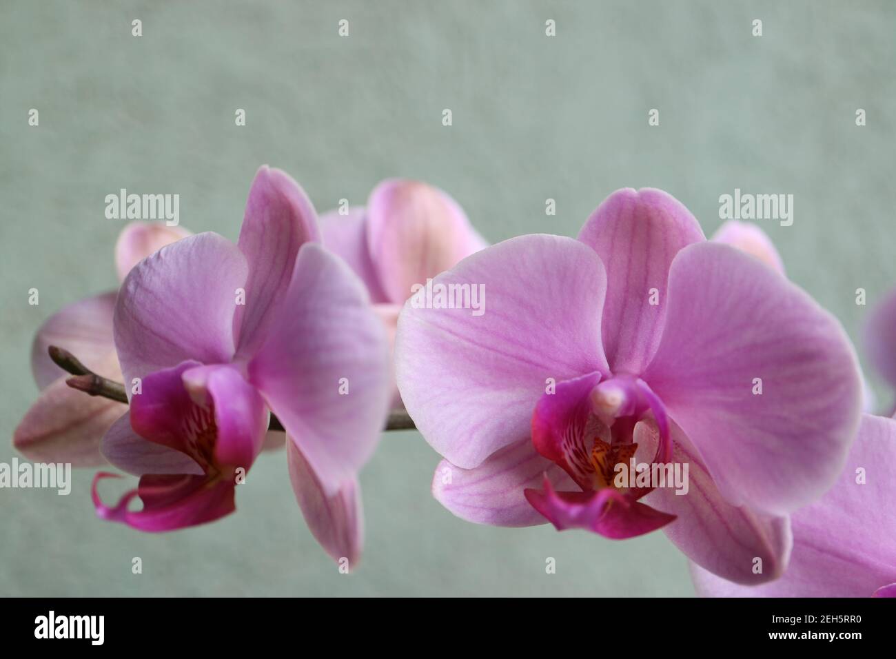 Orchidea rosa con petali delicati, gemme e motivi, orchidea rosa macro, testa di fiore, bellezza in natura, fiore esotico, macro fotografia, foto di stock Foto Stock