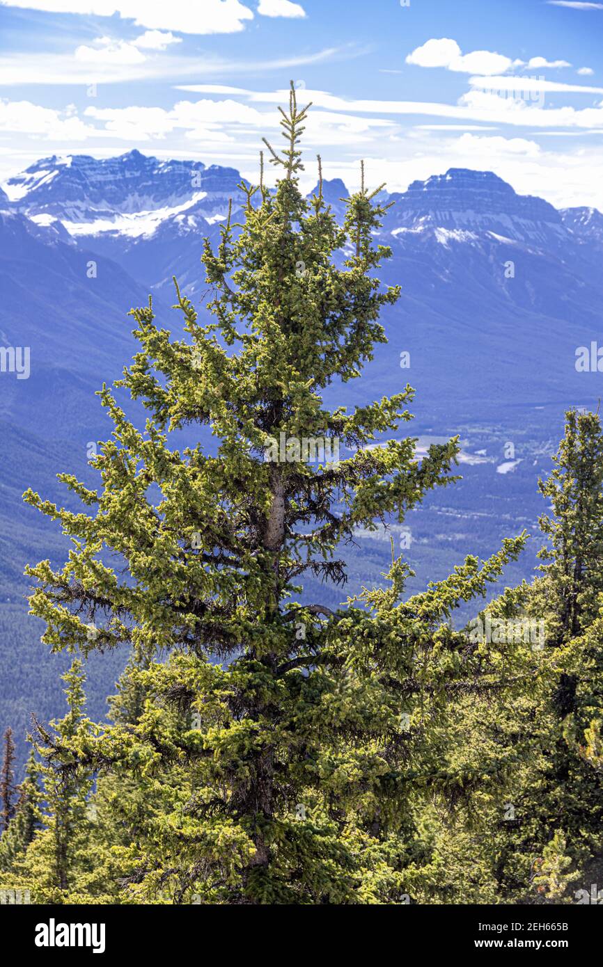 Un abeto su Sulphur Mountain nelle Montagne Rocciose, Banff, Alberta, Canada Foto Stock